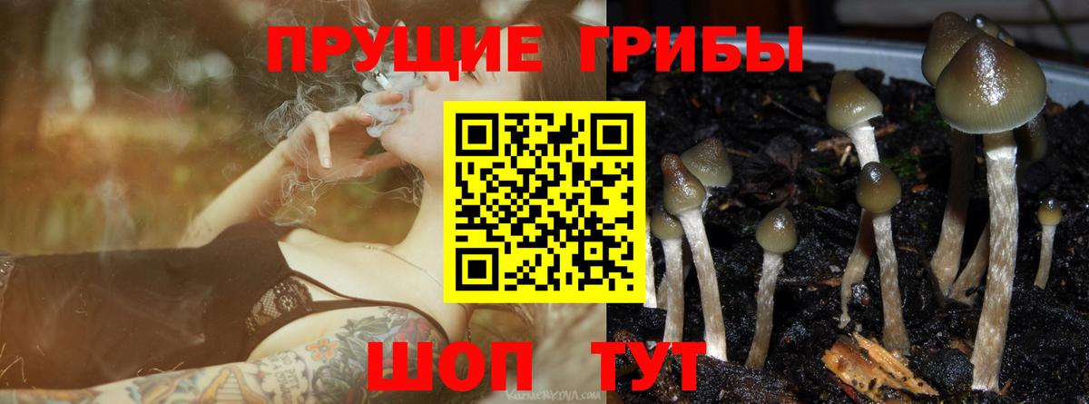 купить закладку  Вход с VPN  Кирово-Чепецк  Галлюциногенные грибы GOLDEN TEACHER 